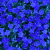 この花…なんだっけ？_2