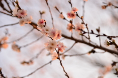 寒桜