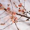 寒桜