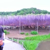 樹齢150年_1