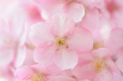 河津桜