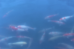 鯉
