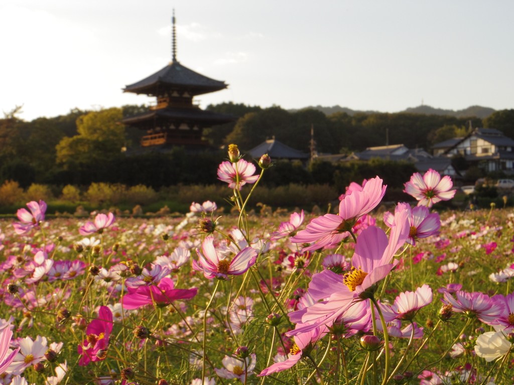 コスモス畑のお寺