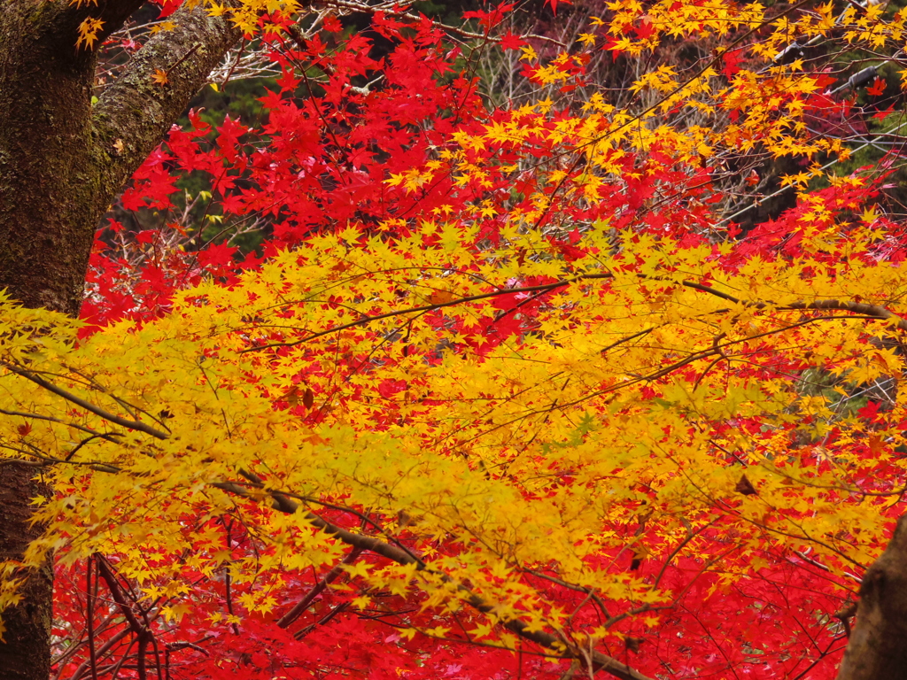 紅と黄