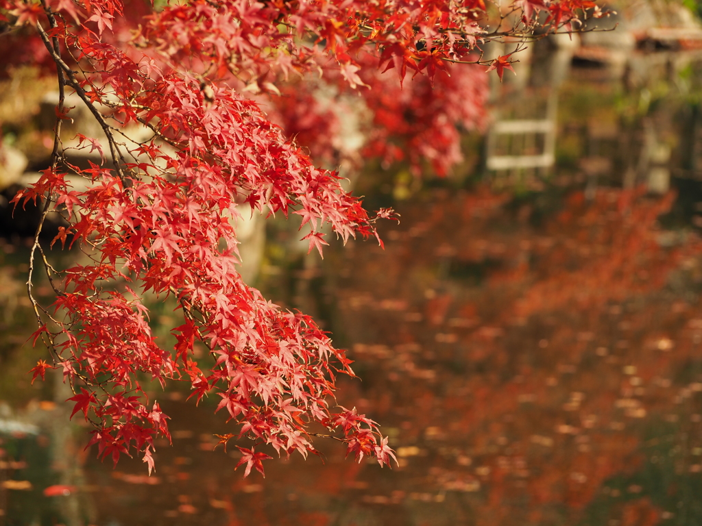 紅葉