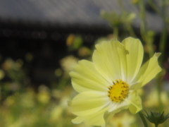 古寺の花