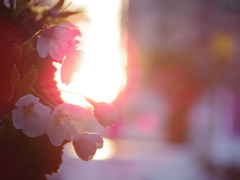 早朝の花見