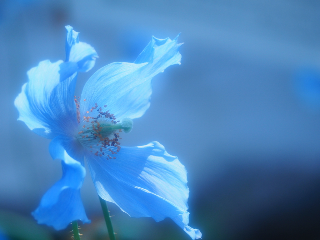 高嶺の花