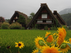 白川の花