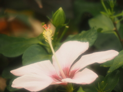 光の花