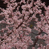 鑑賞中