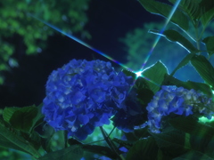 アジサイと光筋