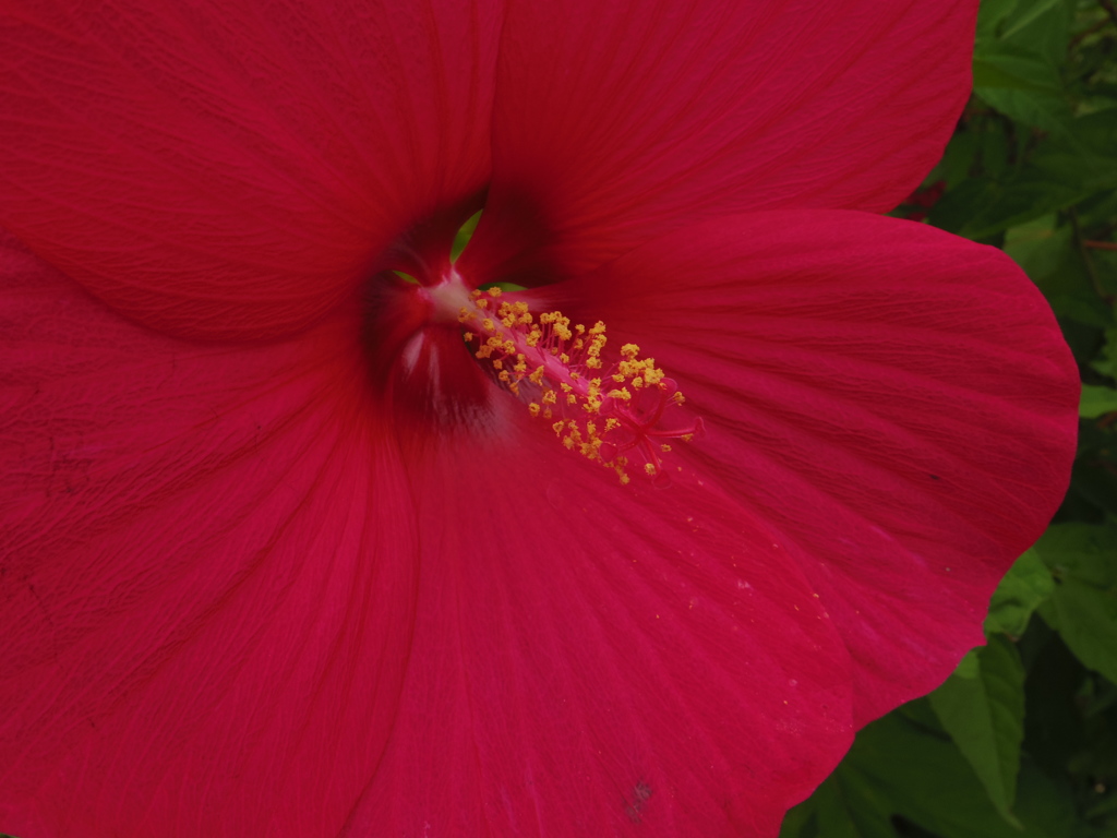 深紅の花