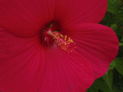 深紅の花