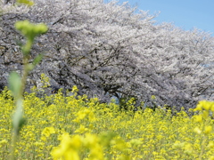 菜の花畑の桜