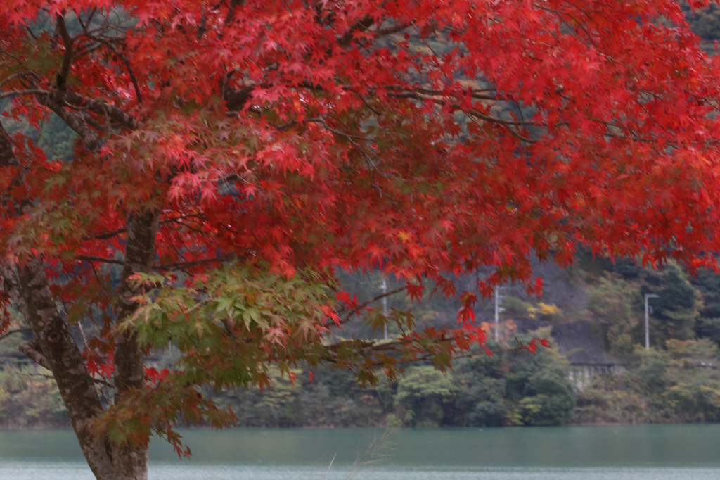 湖畔の紅葉