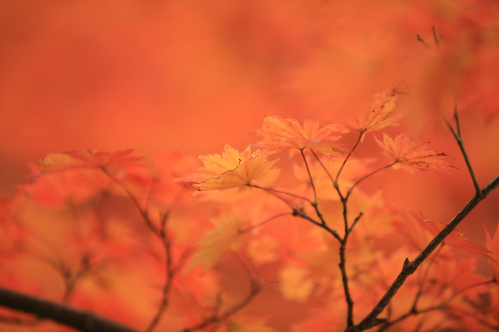 紅葉
