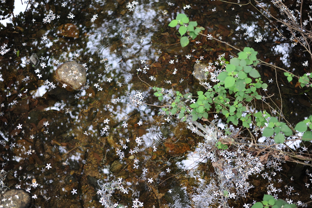 DSC_2207