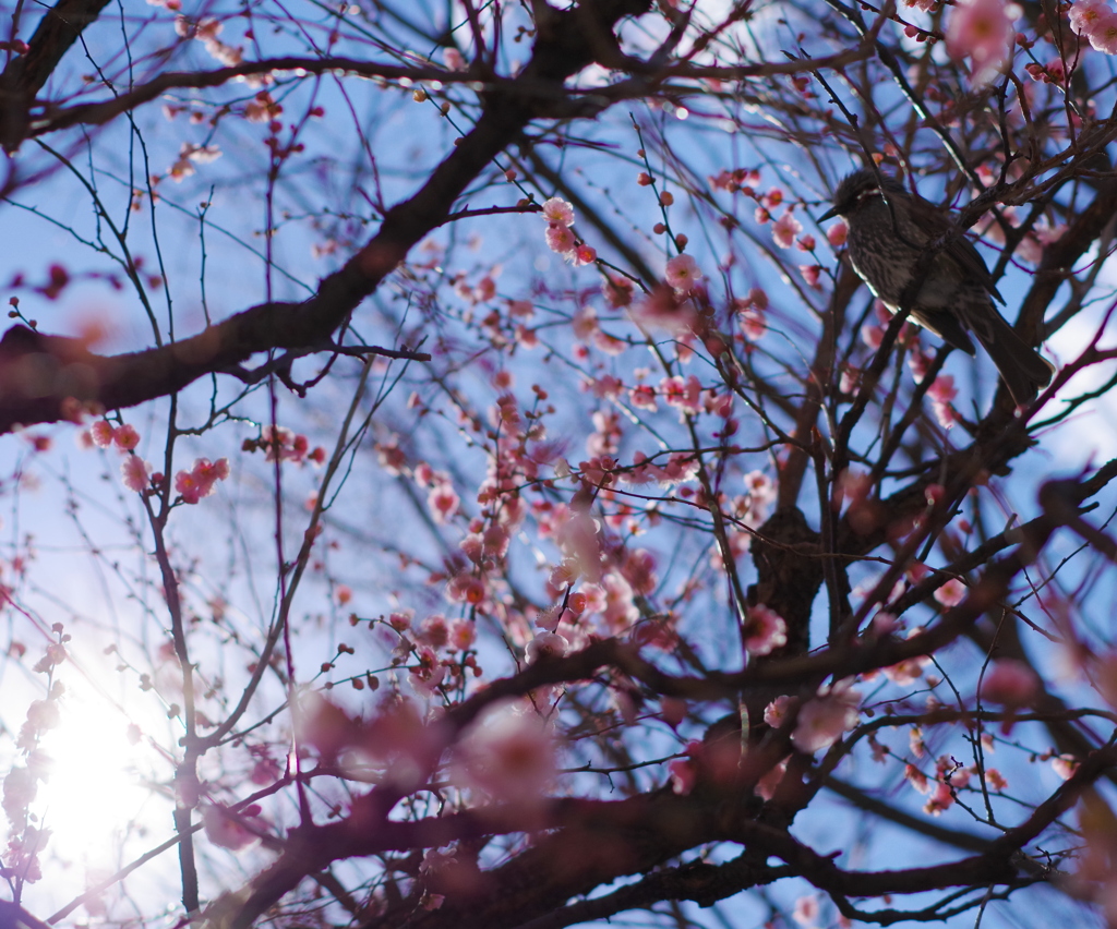 梅の花とヒヨドリ