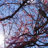 梅の花とヒヨドリ
