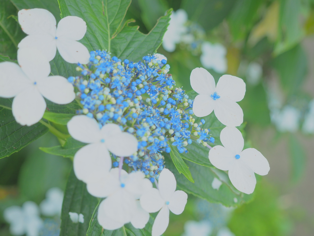 額紫陽花