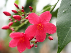 堤琴桜