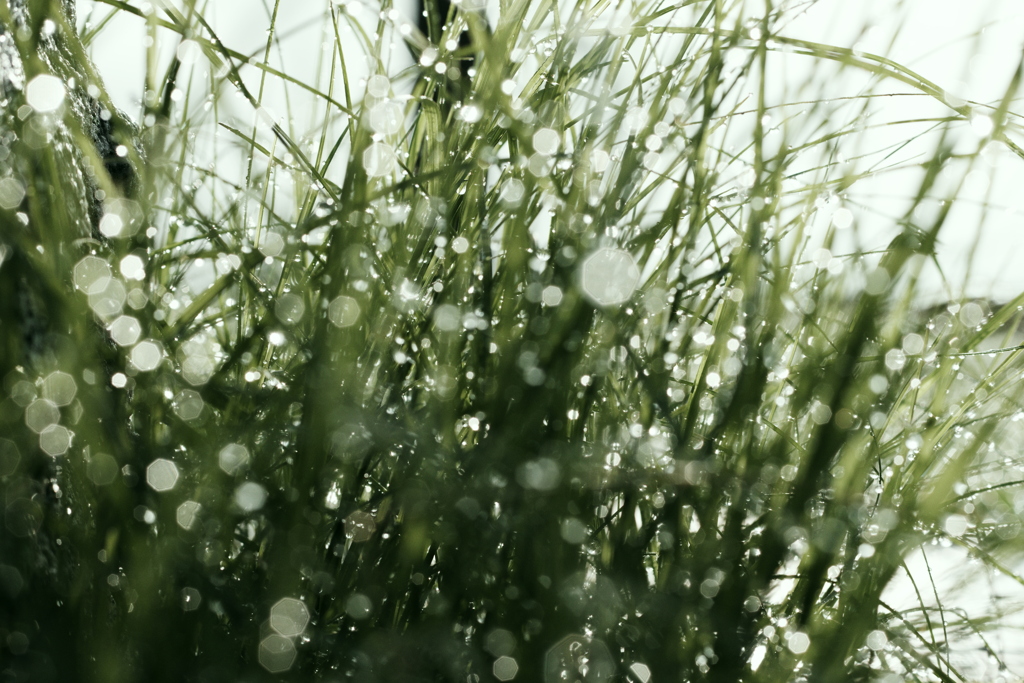 雨上がりの朝