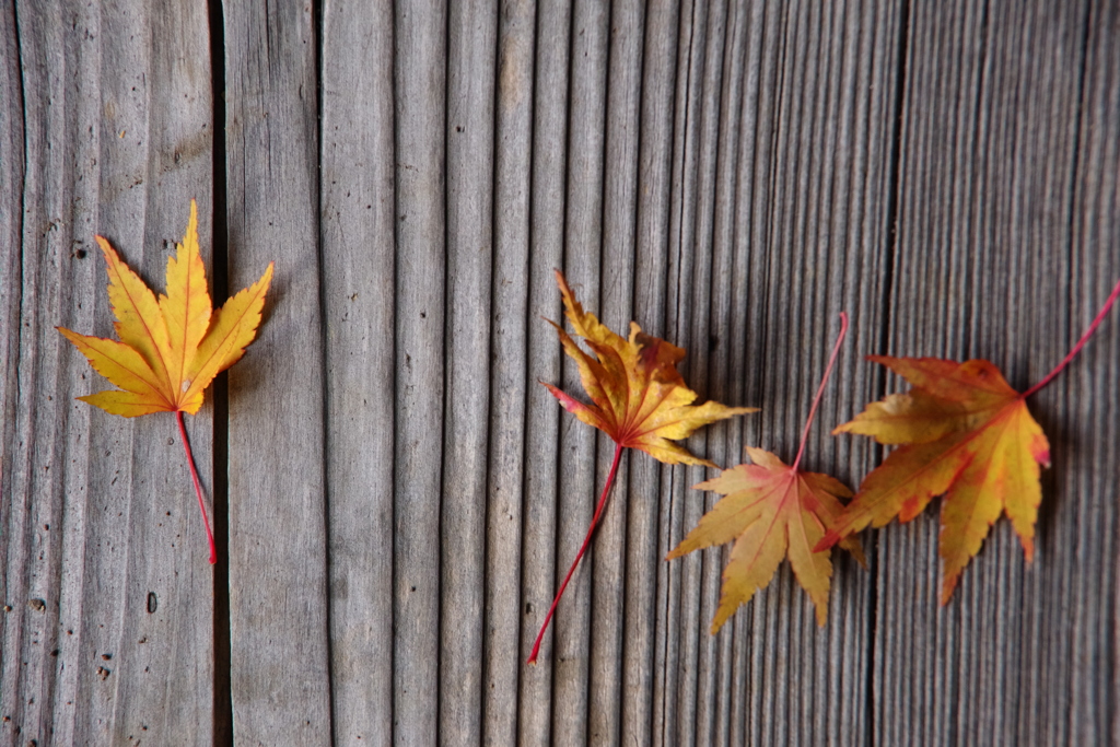 木目と紅葉