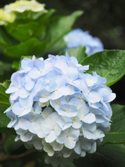 紫陽花