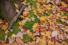 紅葉
