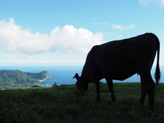 八丈島ふれあい牧場