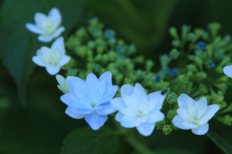 紫陽花の花2