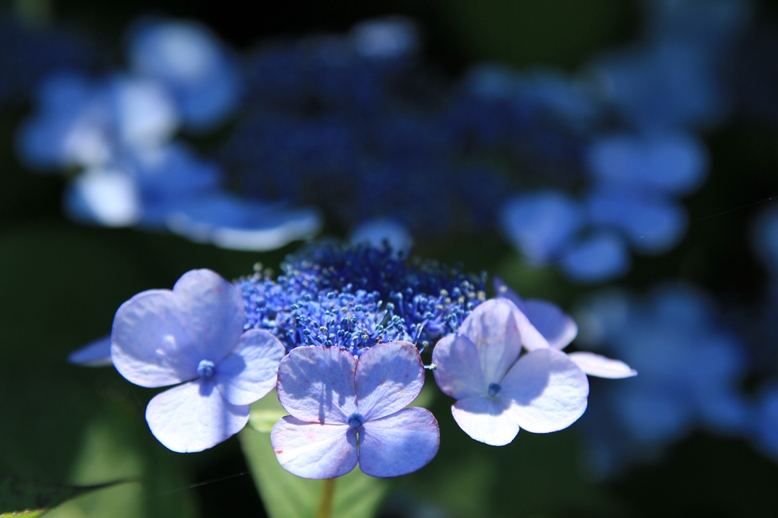 紫陽花の花4