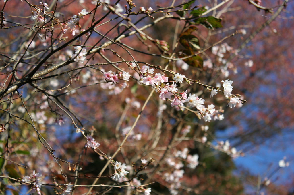 城峰の冬桜１