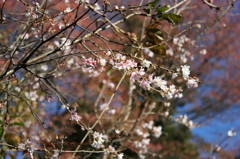 城峰の冬桜１