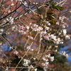 城峰の冬桜１