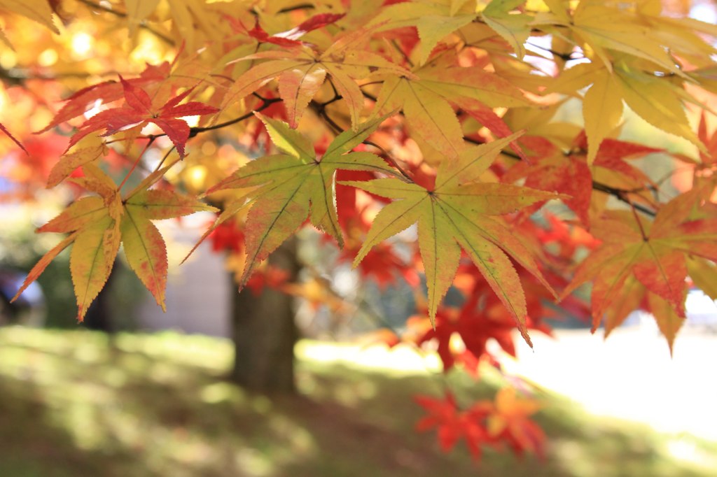 榛名湖畔の紅葉５
