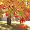 榛名湖畔の紅葉５