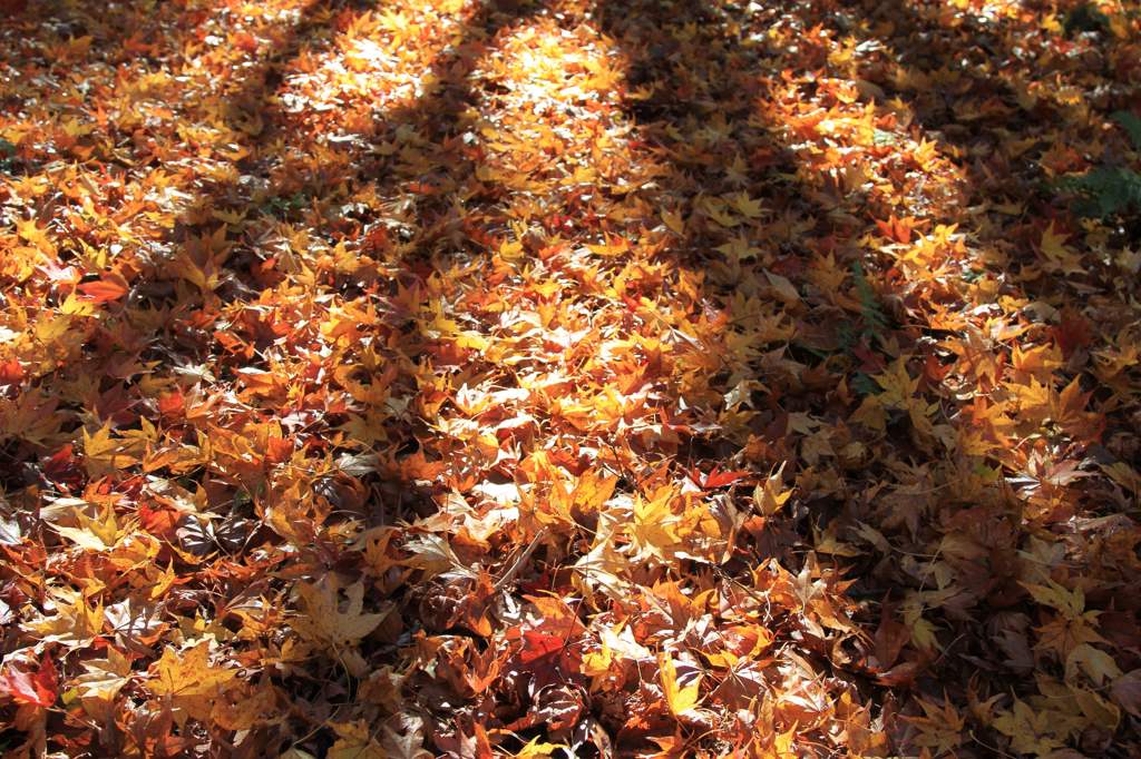 榛名湖畔の紅葉3