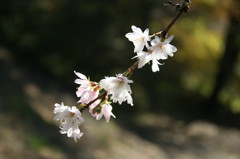 城峰の冬桜２