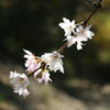 城峰の冬桜２