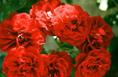 薔薇の花飾り