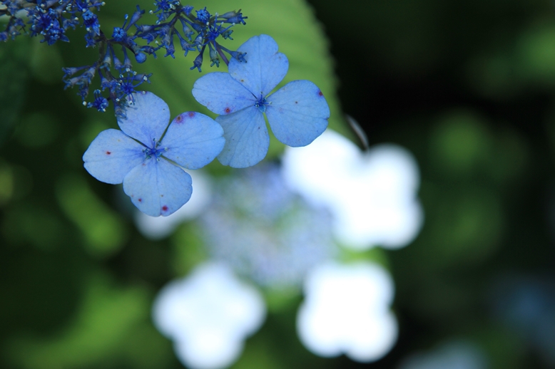 紫陽花の花5