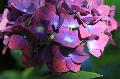 紫陽花の花１