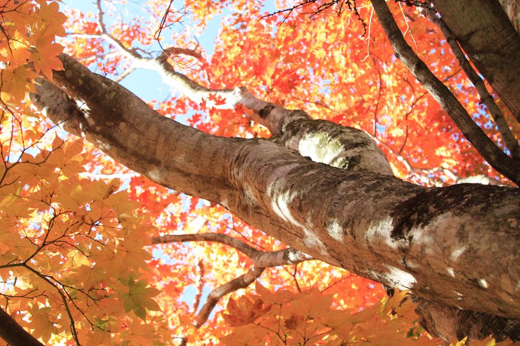 榛名湖畔の紅葉２