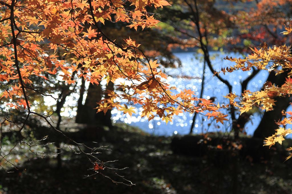 榛名湖畔の紅葉１