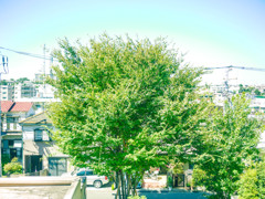 いつものき
