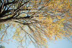紅葉　1