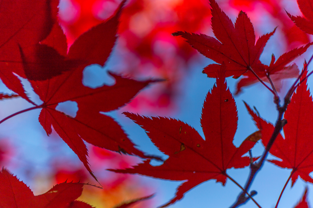 犬山・寂光院・・・２