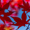 犬山・寂光院・・・２